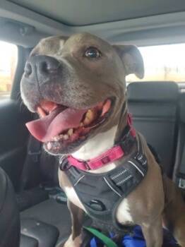 Rescue Pit Bull Terrier and Mixed Breed Dogs for Adoption in Fishers, Indiana - Dani (in Foster) | PetCurious