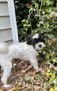 Maltese Dogs Available for Adoption in Candler, North Carolina - Bandit | PetCurious
