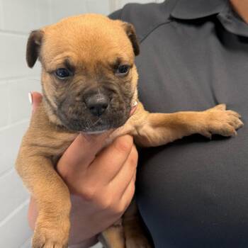 American Bulldog Dogs Available for Adoption in Tarboro, North Carolina - 26-230 Torres | PetCurious