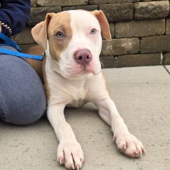 Pit Bull Terrier Dogs Available for Adoption in Champaign, Illinois - Barret | PetCurious