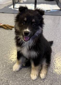 Australian Shepherd Dogs Available for Adoption - Athena | PetCurious
