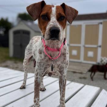 Darby/ Mom -  Cattle Dog and Mixed Breed Dog for Adoption in St. Peters, Missouri - Darby/ Mom | PetCurious