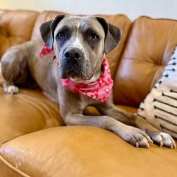 Catahoula Leopard Dog and Pit Bull Terrier Dogs Available for Adoption in Friendswood, Texas - Pippa Love Secret Keeper | PetCurious