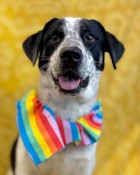 Tank -  Australian Cattle Dog Blue Heeler and Border Collie Dog for Adoption in Eagle, Idaho - Tank | PetCurious