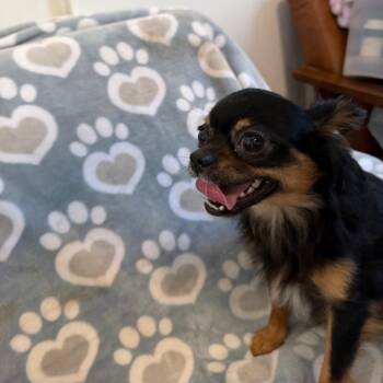 Remi -  Chihuahua Dog for Adoption in Williston, Florida - Remi | PetCurious