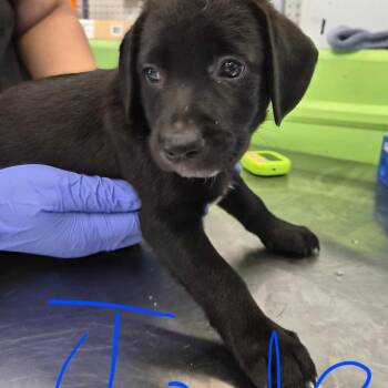Jade -  Retriever Dog for Adoption in Montgomery, Alabama - Jade | PetCurious