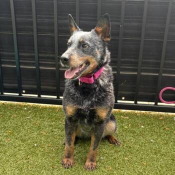 Cattle Dog Dogs Available for Adoption in Charlottesville, Virginia - Vegemite | PetCurious