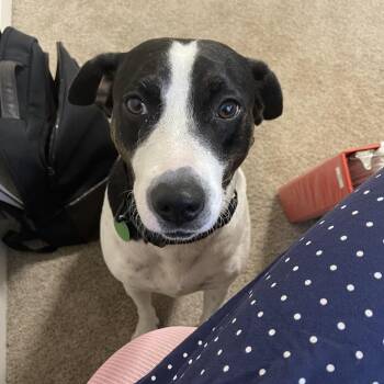 Daisy Darling -  Retriever and Mixed Breed Dog for Adoption in Abbotsford, British Columbia - Daisy Darling | PetCurious