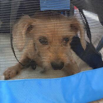 Diamond Dazzle -  Mixed Breed Dog for Adoption in Philadelphia, Pennsylvania - Diamond Dazzle | PetCurious