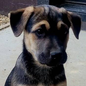 Clover -  Mixed Breed Dog for Adoption in Chino Valley, Arizona - Clover | PetCurious