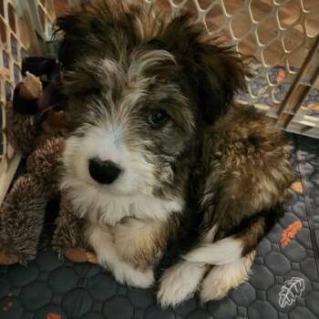 Remington -  Poodle and Mixed Breed Dog for Adoption in Alma, Wisconsin - Remington | PetCurious