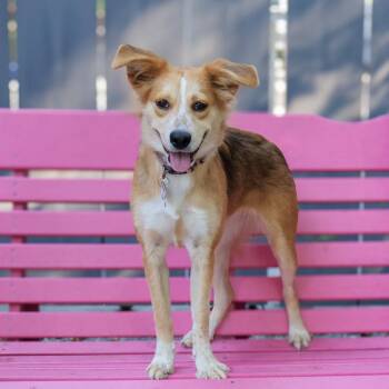 Shelia -  Australian Shepherd Dog for Adoption in Wake Forest, North Carolina - Shelia | PetCurious