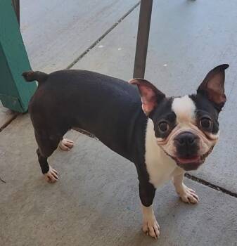 Biscuit in CO -  Boston Terrier Dog Available for Adoption - Biscuit In CO | PetCurious