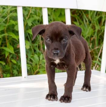 State Fair Litter - Ye Old Mill -  Pit Bull Terrier and Mixed Breed Dog for Adoption in Savage, Minnesota - State Fair Litter - Ye Old Mill | PetCurious