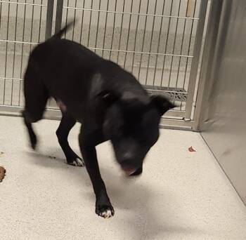 Rescue Mixed Breed Dogs for Adoption in Pontiac, Michigan - Carl | PetCurious