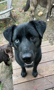 Rescue Black Labrador Retriever Dogs for Adoption in Terra Cotta, Ontario - Cliffe | PetCurious