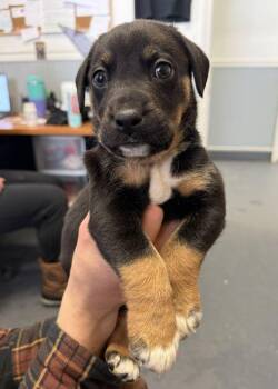 Beagle Dogs Available for Adoption - Gordon Ramsay | PetCurious