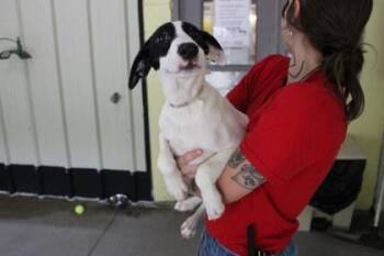 Nemo -  Shepherd and Mixed Breed Dog for Adoption in Kansas City, Missouri - Nemo | PetCurious