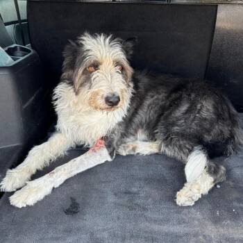 BC-Stray (Fonzie) -  Old English Sheepdog and Mixed Breed Dog for Adoption in Idaho Falls, Idaho - BC-Stray (Fonzie) | PetCurious
