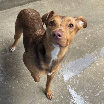 Okapi 9518 -  Doberman Pinscher Dog for Adoption in Loxahatchee Groves, Florida - Okapi 9518 | PetCurious