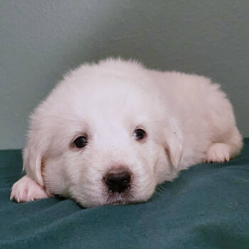 Rescue Great Pyrenees Dogs for Adoption in Austin, Texas - Juliet | PetCurious