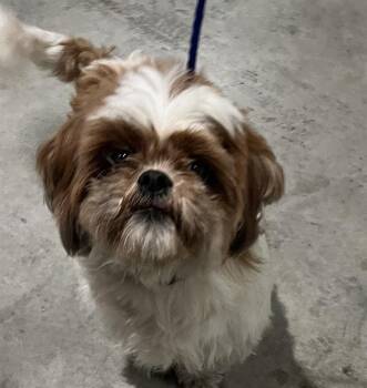 Shih Tzu Dogs Available for Adoption in Doral, Florida - ROY | PetCurious
