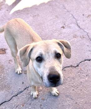 Rescue Labrador Retriever and Mixed Breed Dogs for Adoption in New Orleans, Louisiana - Daphne | PetCurious
