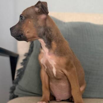 Elroy Jetson -  Pit Bull Terrier and Mixed Breed Dog for Adoption in Las Vegas, Nevada - Elroy Jetson | PetCurious