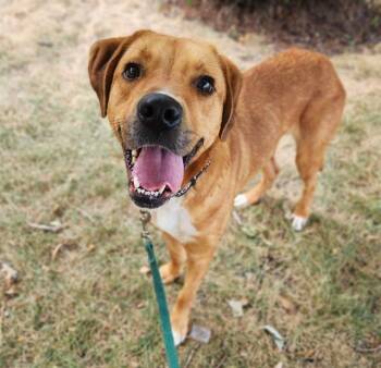 CHARLIE -  Labrador Retriever and Mixed Breed Dog for Adoption in Minneapolis, Minnesota - CHARLIE | PetCurious