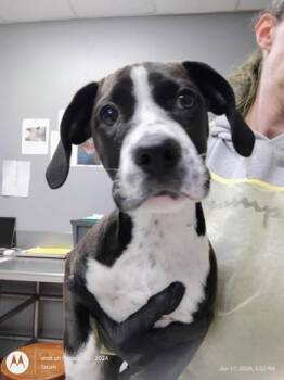 Terrier and Mixed Breed Dogs Available for Adoption - Gypsy | PetCurious