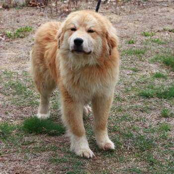 Great Pyrenees Dogs Available for Adoption in Eastford, Connecticut - CT Bamboozled | PetCurious