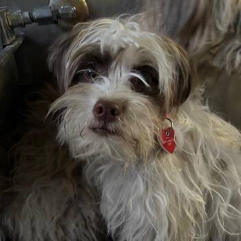 Cairn Terrier Dogs Available for Adoption in Los Angeles, California - Scruffy A2260170 | PetCurious