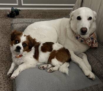 Biskey -  Spaniel Dog for Adoption in Seattle, Washington - Biskey | PetCurious