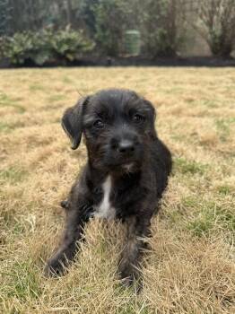 Chihuahua Dogs Available for Adoption - Tranquility | PetCurious