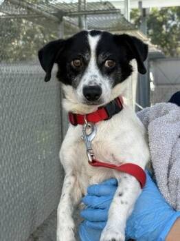 Domino -  Chihuahua and Mixed Breed Dog for Adoption in Fresno, California - Domino | PetCurious