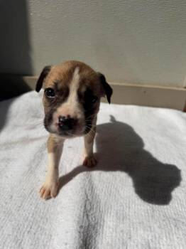 U4 Ant -  Pit Bull Terrier Dog for Adoption in Ashland, Wisconsin - U4 Ant | PetCurious