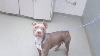 CAMILLA -  Boxer and Mixed Breed Dog for Adoption in Omaha, Nebraska - CAMILLA | PetCurious
