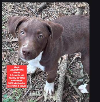 Magic -  Labrador Retriever and Staffordshire Bull Terrier Dog for Adoption in Oviedo, Florida - Magic | PetCurious