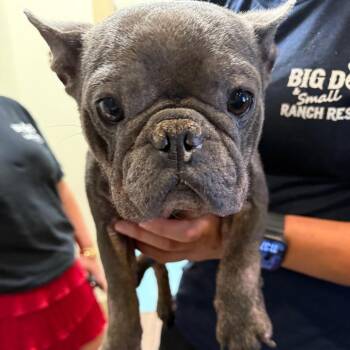 Maddie Moo 9737 -  French Bulldog Dog for Adoption in Loxahatchee Groves, Florida - Maddie Moo 9737 | PetCurious