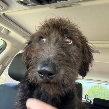 Fozzie -  Schnauzer and Poodle Dog for Adoption in Allen, Texas - Fozzie | PetCurious
