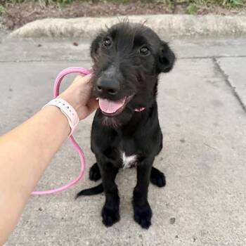 Birdie -  Terrier and Pointer Dog for Adoption in Harlingen, Texas - Birdie | PetCurious