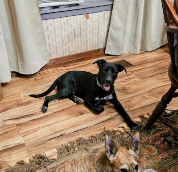 Rescue Australian Cattle Dog Blue Heeler Dogs for Adoption in Tylertown, Mississippi - Howey | PetCurious