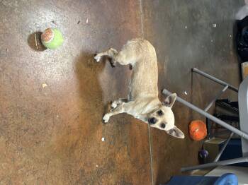 Rescue Chihuahua Dogs for Adoption in Council Bluffs, Iowa - Matt | PetCurious