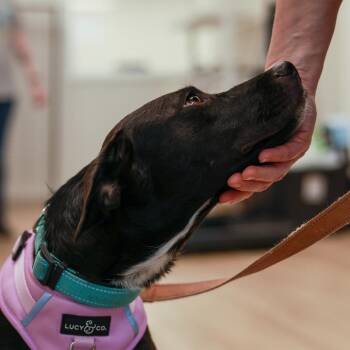 Billie Jean -  Black Labrador Retriever and Mixed Breed Dog for Adoption in Chaska, Minnesota - Billie Jean | PetCurious