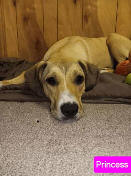 Rescue Labrador Retriever and Catahoula Leopard Dog Dogs for Adoption in Farmerville, Louisiana - Princess | PetCurious