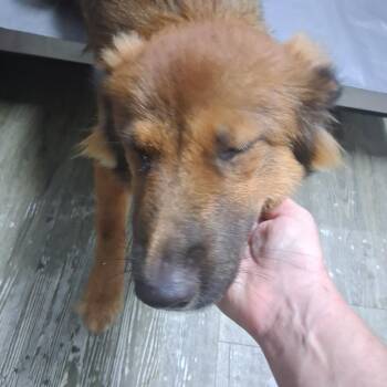 Sahara -  Shepherd Dog for Adoption in Summerville, South Carolina - Sahara | PetCurious