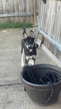 Husky Dogs Available for Adoption - Side Eye | PetCurious