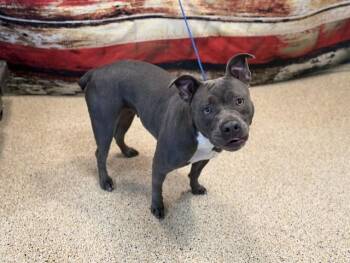 American Bulldog and Mixed Breed Dogs Available for Adoption in Doral, Florida - LOYDA | PetCurious