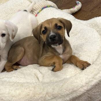 Mixed Breed Dogs Available for Adoption in Detroit, Michigan - Brenda | PetCurious