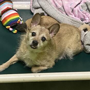 Terrier and Mixed Breed Dogs Available for Adoption in Spokane, Washington - Carl | PetCurious